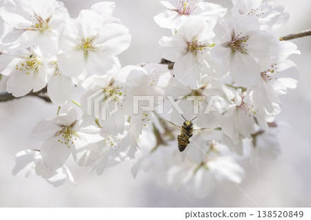 Cherry blossoms in full bloom and honeybees hovering while collecting nectar. Cherry blossoms in full bloom and honeybees hovering while collecting nectar. 138520849