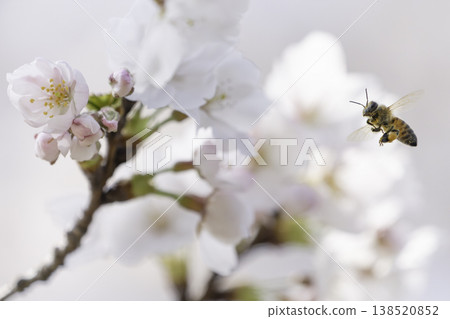 Cherry blossoms in full bloom and honeybees hovering while collecting nectar. Cherry blossoms in full bloom and honeybees hovering while collecting nectar. 138520852