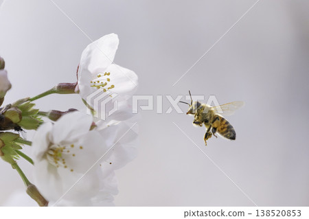 Cherry blossoms in full bloom and honeybees hovering while collecting nectar. 138520853