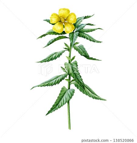 Damiana plant with leaves and flower isolated on white. Hand-painted Turnera diffusa medicinal herb botanical watercolor illustration, ideal for herbal medicine, wellness and natural health design Damiana plant with leaves and flower isolated on white. Hand-painted Turnera diffusa medicinal herb botanical watercolor illustration, ideal for herbal medicine, wellness and natural health design 138520866