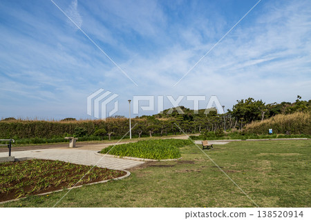 Spring in Jogashima 138520914