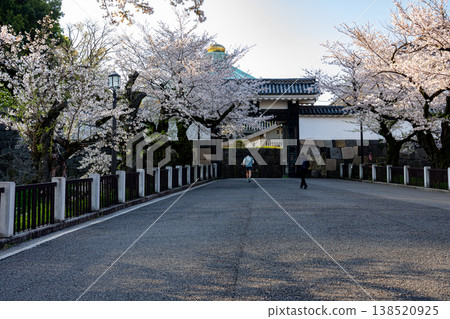 The Imperial Palace's Tayasu Gate in the morning, when cherry blossoms are in full bloom. 138520925