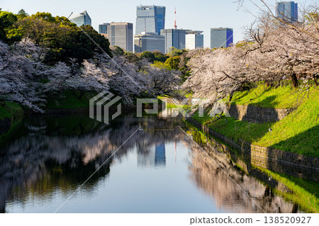 清晨的寂靜籠罩著千鳥淵，這裡是櫻花盛開的地方。 138520927