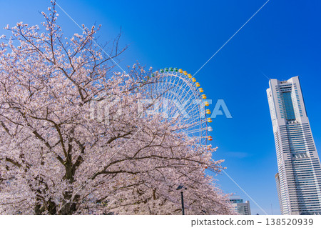 (Kanagawa Prefecture) Yokohama Minato Mirai: Cherry blossoms in full bloom and skyscrapers 138520939