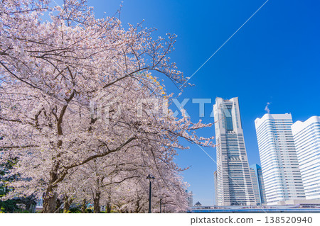 (Kanagawa Prefecture) Yokohama Minato Mirai: Cherry blossoms in full bloom and skyscrapers 138520940