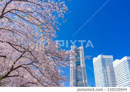 (Kanagawa Prefecture) Yokohama Minato Mirai: Cherry blossoms in full bloom and skyscrapers (Kanagawa Prefecture) Yokohama Minato Mirai: Cherry blossoms in full bloom and skyscrapers 138520944