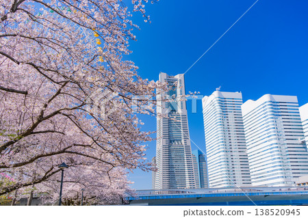 (神奈川縣)橫濱港未來:櫻花盛開,摩天大樓林立 (神奈川縣)橫濱港未來:櫻花盛開,摩天大樓林立 138520945