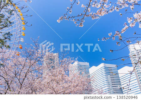 (神奈川縣)橫濱港未來:櫻花盛開,摩天大樓林立 (神奈川縣)橫濱港未來:櫻花盛開,摩天大樓林立 138520946