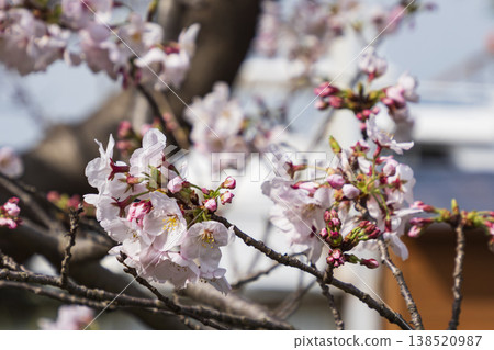 城島的春天 138520987