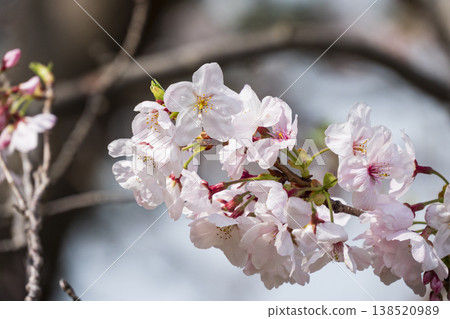Spring in Jogashima 138520989