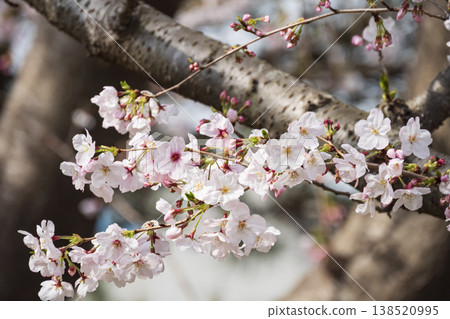 Spring in Jogashima Spring in Jogashima 138520995