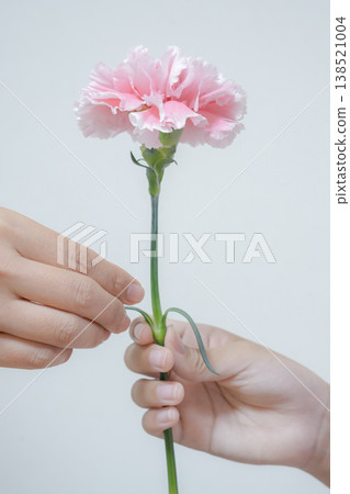 Mother's Day: A hand holding a carnation Mother's Day: A hand holding a carnation 138521004