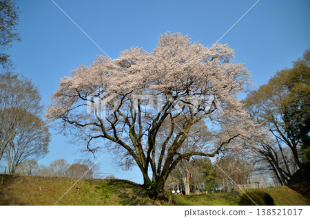 Ujikuni cherry blossoms in the morning at Hachigata Castle, Hachigata, Yorii-machi, Osato-gun, Saitama Prefecture. Ujikuni cherry blossoms in the morning at Hachigata Castle, Hachigata, Yorii-machi, Osato-gun, Saitama Prefecture. 138521017