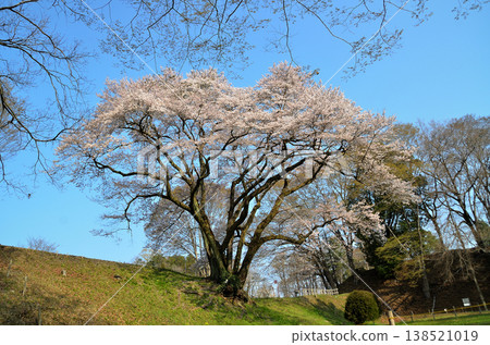 Ujikuni cherry blossoms in the morning at Hachigata Castle, Hachigata, Yorii-machi, Osato-gun, Saitama Prefecture. Ujikuni cherry blossoms in the morning at Hachigata Castle, Hachigata, Yorii-machi, Osato-gun, Saitama Prefecture. 138521019