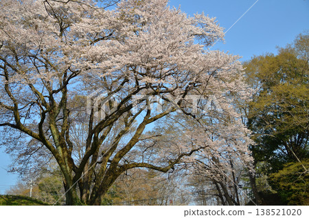 Ujikuni cherry blossoms in the morning at Hachigata Castle, Hachigata, Yorii-machi, Osato-gun, Saitama Prefecture. Ujikuni cherry blossoms in the morning at Hachigata Castle, Hachigata, Yorii-machi, Osato-gun, Saitama Prefecture. 138521020