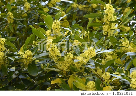 冬青樹的黃色花朵盛開。 138521051