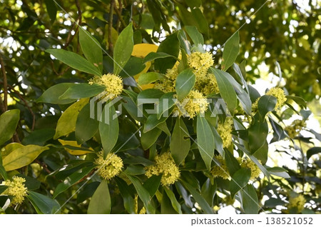 Yellow flowers of the holly tree in full bloom Yellow flowers of the holly tree in full bloom 138521052