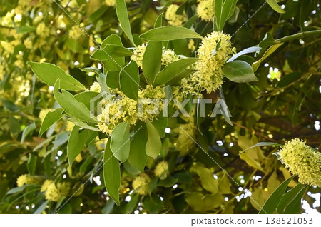 Yellow flowers of the holly tree in full bloom Yellow flowers of the holly tree in full bloom 138521053