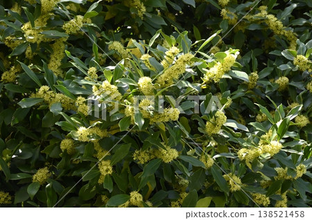 Ilex flower in full bloom Ilex flower in full bloom 138521458