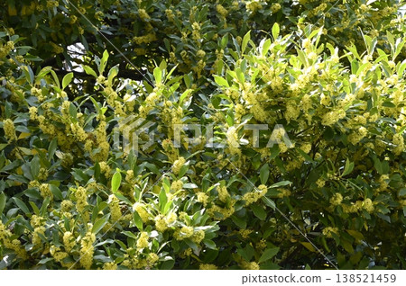 盛開的冬青花 盛開的冬青花 138521459
