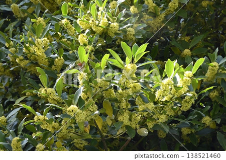 盛開的冬青花 138521460