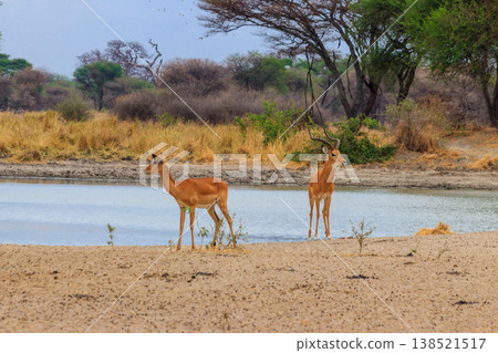Impala (Aepyceros melampus) at the watering place in Tarangire National Park, Tanzania 138521517