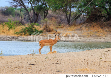 Impala (Aepyceros melampus) at the watering place in Tarangire National Park, Tanzania 138521518