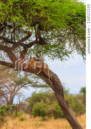 Adult lioness (Panthera leo) lying on a tree in Tarangire national park, Tanzania Adult lioness (Panthera leo) lying on a tree in Tarangire national park, Tanzania 138521520