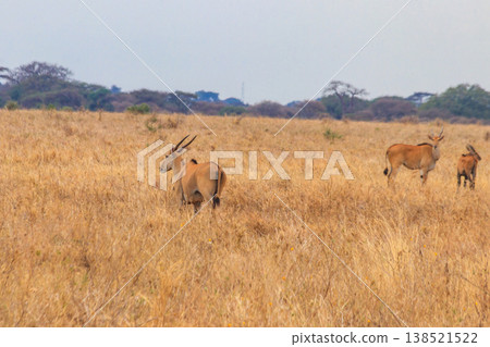 Common eland (Taurotragus oryx), also known as the southern eland or eland antelope, in Tarangire National Park, Tanzania 138521522