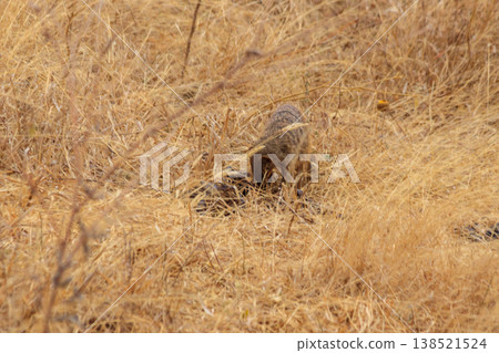 Banded mongoose (Mungos mungo) in dry grass in Tarangire national park, Tanzania Banded mongoose (Mungos mungo) in dry grass in Tarangire national park, Tanzania 138521524
