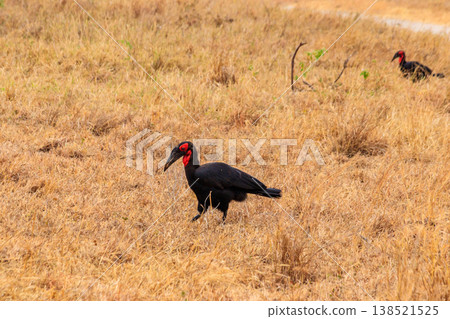 Southern Ground hornbill (Bucorvus leadbeateri) in dry grass in Tarangire national park, Tanzania Southern Ground hornbill (Bucorvus leadbeateri) in dry grass in Tarangire national park, Tanzania 138521525