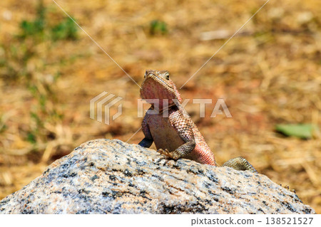 Female mwanza flat-headed rock agama (Agama mwanzae) or the Spider-Man agama on a stone in Serengeti  National Park, Tanzania 138521527
