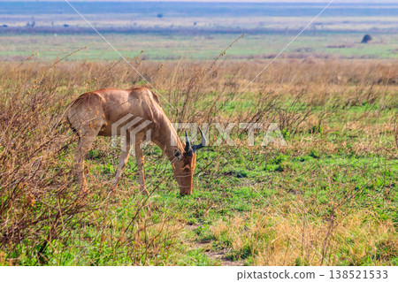 Coke's hartebeest (Alcelaphus buselaphus cokii) or kongoni in Serengeti national park in Tanzania, Africa Coke's hartebeest (Alcelaphus buselaphus cokii) or kongoni in Serengeti national park in Tanzania, Africa 138521533