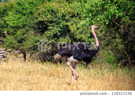 Male ostrich (Struthio camelus) in savanna in Serengeti National park in Tanzania. Wildlife of Africa Male ostrich (Struthio camelus) in savanna in Serengeti National park in Tanzania. Wildlife of Africa 138521536