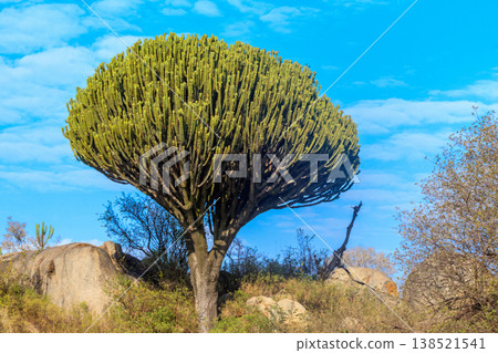 Candelabra tree (Euphorbia ingens), also known as naboom in Serengeti national park Candelabra tree (Euphorbia ingens), also known as naboom in Serengeti national park 138521541