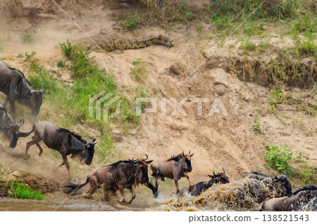 Nile crocodile hunting wildebeest, while they crossing the Mara river in Serengeti national park, Tanzania. Great migration Nile crocodile hunting wildebeest, while they crossing the Mara river in Serengeti national park, Tanzania. Great migration 138521543