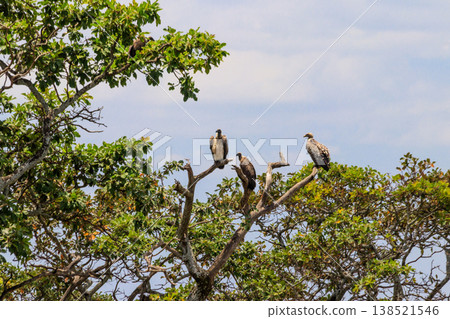 Flock of Cape vultures or Cape griffon (Gyps coprotheres), also known as Kolbe's vultures sitting on a tree in Serengeti national park, Tanzania Flock of Cape vultures or Cape griffon (Gyps coprotheres), also known as Kolbe's vultures sitting on a tree in Serengeti national park, Tanzania 138521546