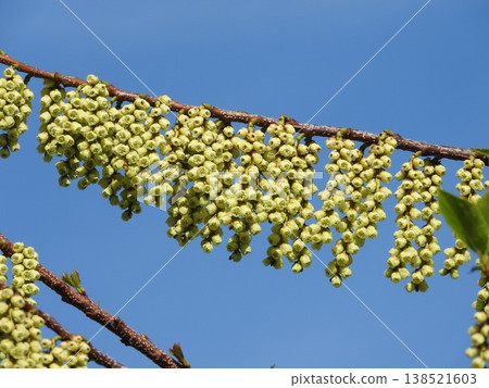 Kibushi花：雄花 138521603