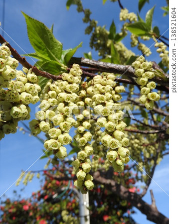 Kibushi花：雄花 138521604