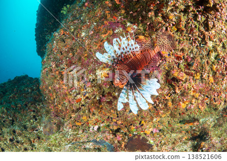 Highly venomous lionfish, Ogasawara Islands Highly venomous lionfish, Ogasawara Islands 138521606