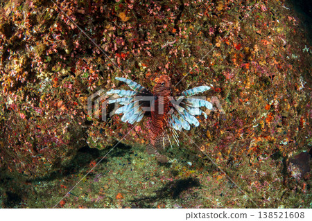 Highly venomous lionfish, Ogasawara Islands Highly venomous lionfish, Ogasawara Islands 138521608