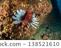 Highly venomous lionfish, Ogasawara Islands 138521610