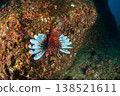 Highly venomous lionfish, Ogasawara Islands 138521611
