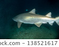 Male sand tiger shark, Ogasawara Islands, Tokyo 138521617