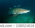Male sand tiger shark, Ogasawara Islands, Tokyo 138521618