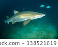 Male sand tiger shark, Ogasawara Islands, Tokyo 138521619