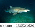Male sand tiger shark, Ogasawara Islands, Tokyo 138521620