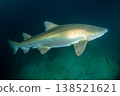 Male sand tiger shark, Ogasawara Islands, Tokyo 138521621