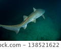 Male sand tiger shark, Ogasawara Islands, Tokyo 138521622