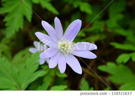Blue Anemone nigra flowers 138521637